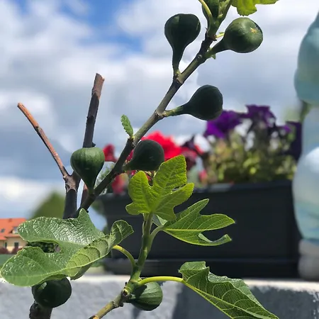 Beautiful 4-bed House In The Weinviertel *