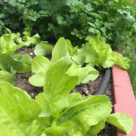 Semesterbostad Beautiful 4-bed House In The Weinviertel *