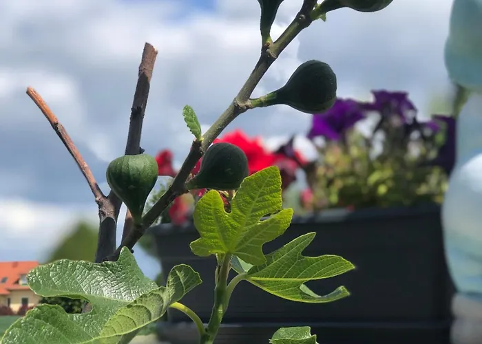 Beautiful 4-bed House In The Weinviertel *